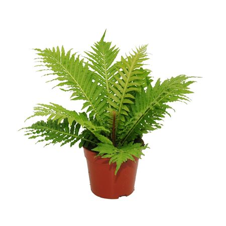 Blechnum Gibbum Silver Lady