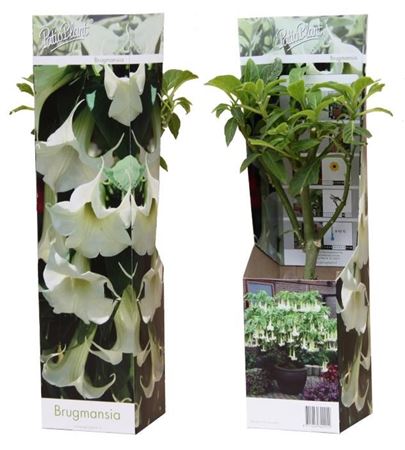 Brugmansia White