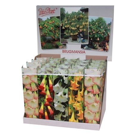 Brugmansia Mix