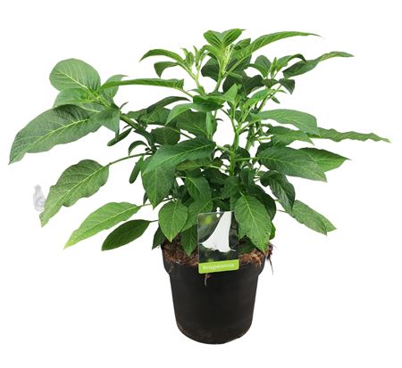 Brugmansia Busch White