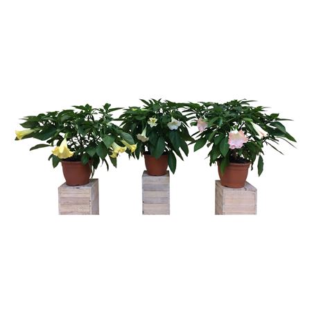 Brugmansia Mix Bush