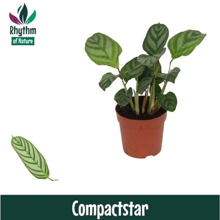 Calathea Compactstar