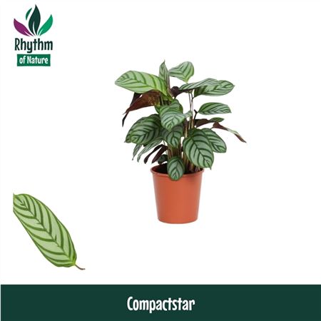 Calathea Compactstar Rhythm Of Nature