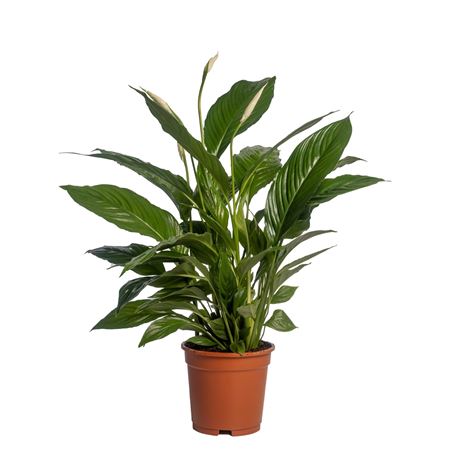 Spath Vivaldi 2+ ( Air So Pure )