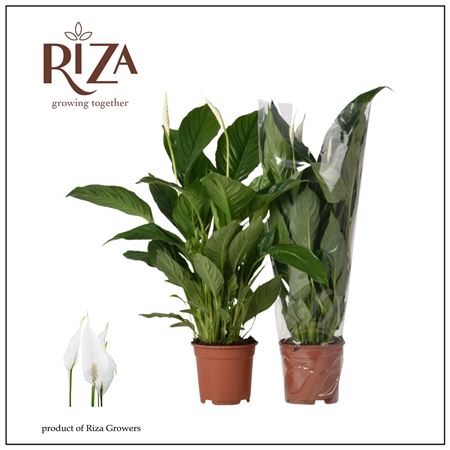 Spath Vivaldi 2+ Blanco Sleeve.