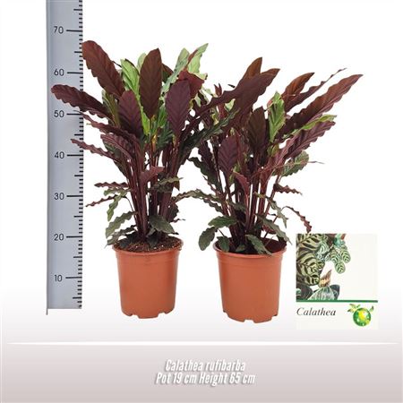 Calathea Rufibarba