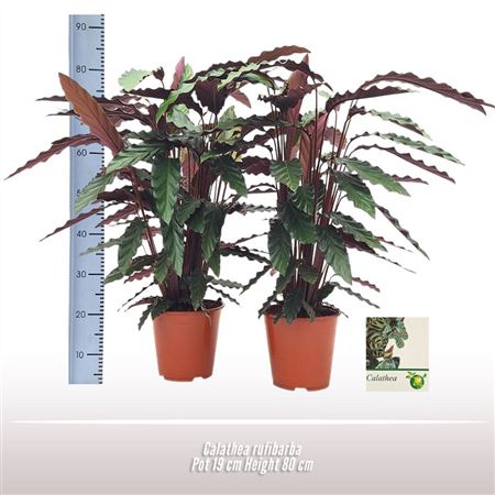 Calathea Rufibarba