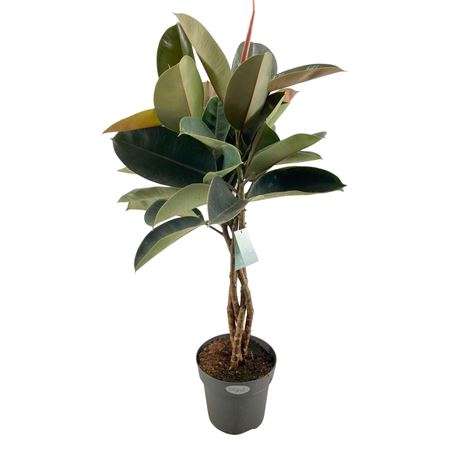 Ficus El Burgundy Twisted Stem