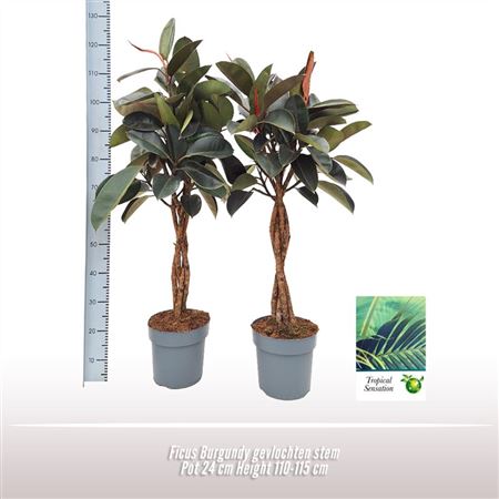 Ficus El Burgundy Twisted Stem