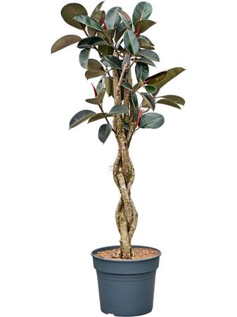 Ficus Elastica Burgundy