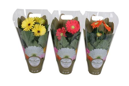 Gerbera Mix In Exclusive Carry Bag 2+