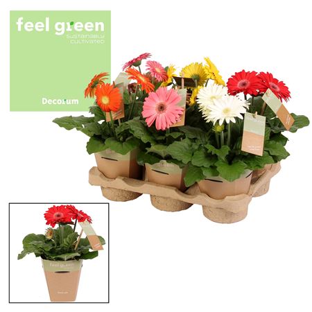 Gerbera Mix 2+ Feel Green (decorum)
