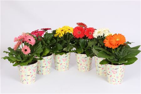 Gerbera Mix 2+ In Flower Heart Cup