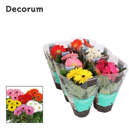 Gerbera Mix 2+ (decorum)