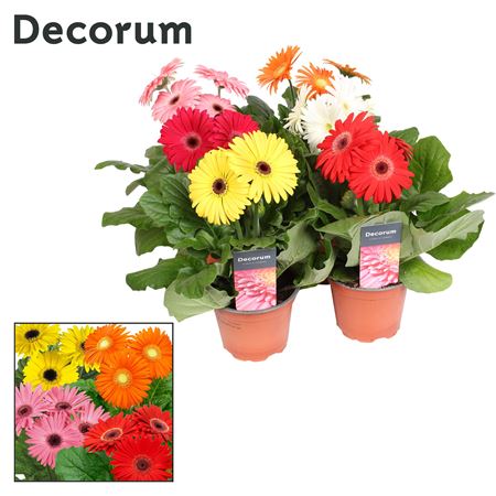 Gerbera 3+ (decorum)