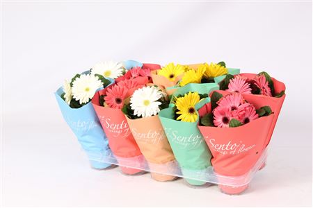 Gerbera Mix Tisento Sleeve 2+