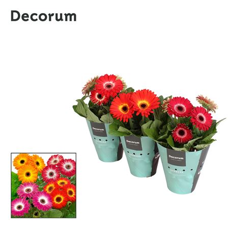 Gerbera Twister Mix 3+ Potcover (decorum)