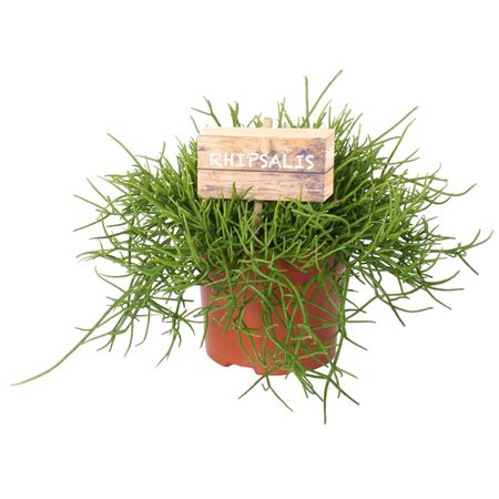 Rhipsalis Cassutha