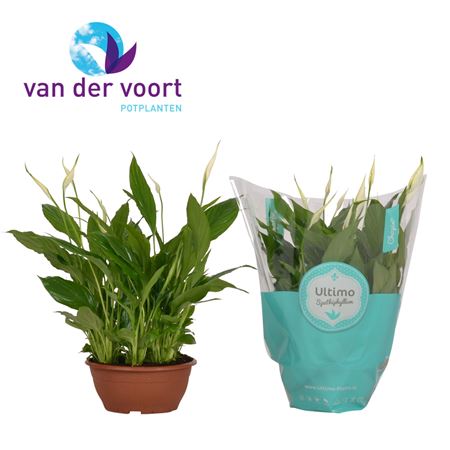 Spath Chopin 10+ (ultimo)