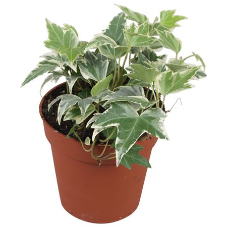 Hedera White Ripple