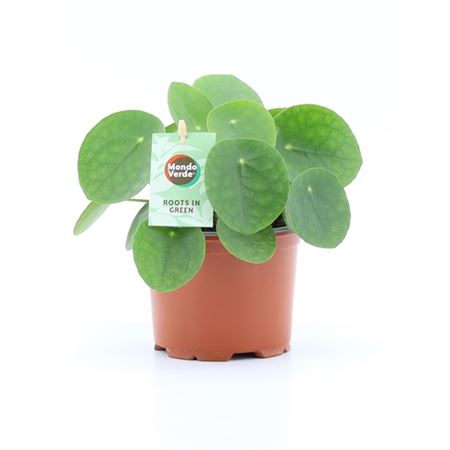 Pilea Peperomioides
