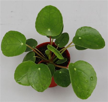 Pilea Peperomioides