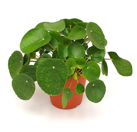 Pilea Peperomioides
