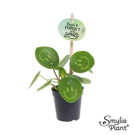 Pilea Smylie Plant Happy