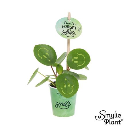 Pilea Smylie Plant Happy In Papercup