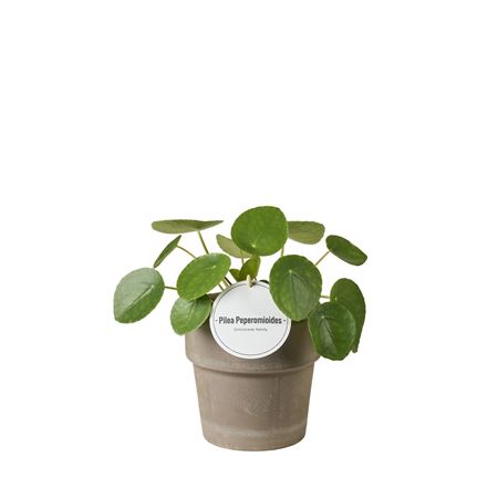 Pilea Peperomioides In Terracotta Grijs