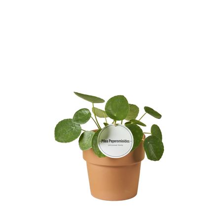 Pilea Peperomioides In Terracotta Oranje