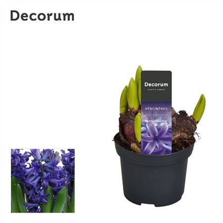 Hyacinthus Multiflora Blue (decorum)