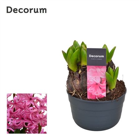 Hyacinthus Multiflora Pink (decorum)