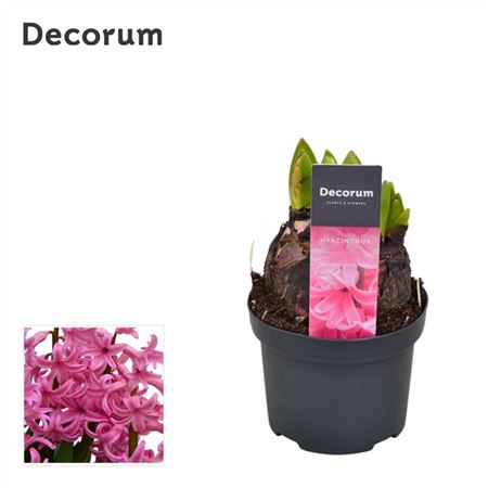 Hyacinthus Multiflora Pink (decorum)