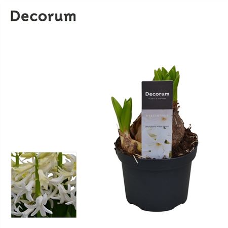 Hyacinthus Multiflora White (decorum)
