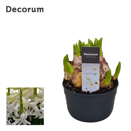 Hyacinthus Multiflora White (decorum)