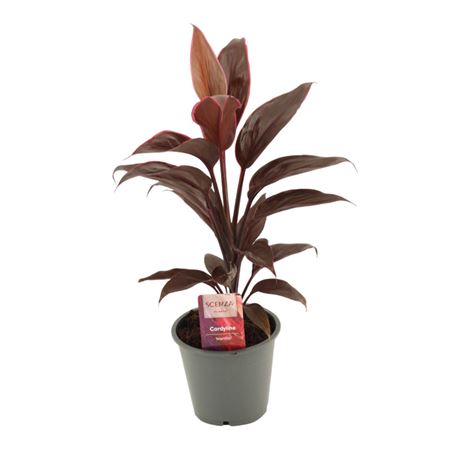 Cordyline Mambo