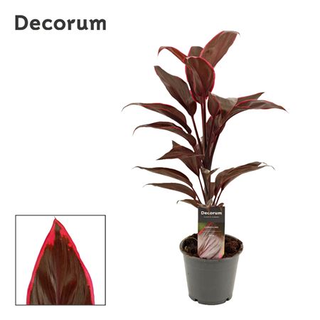 Cordyline Mambo (decorum)