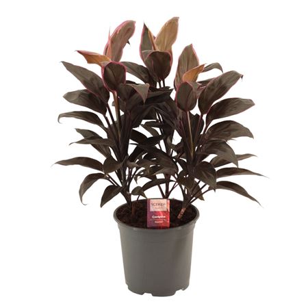 Cordyline Mambo 3pp