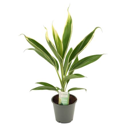 Cordyline New Conga