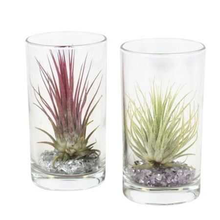 Tillandsia Glas Longdrink