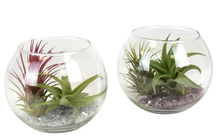 Tillandsia Glas Bol Medium