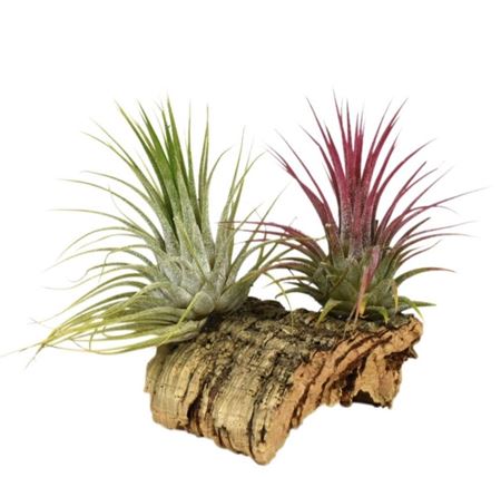 Tillandsia Kurkhout Small