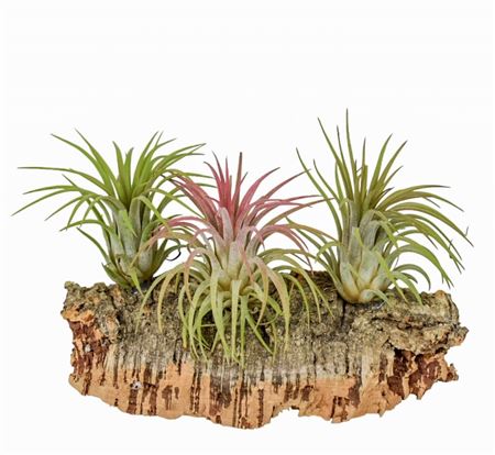 Tillandsia Kurkhout Medium