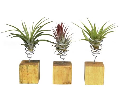 Tillandsia Houtblok Small