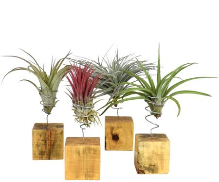 Tillandsia Houtblok Large