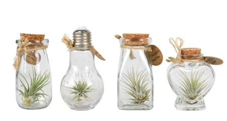 Tillandsia Glas Bottle Small Mix