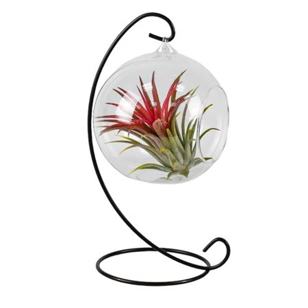 Tillandsia In Hangbol Frame