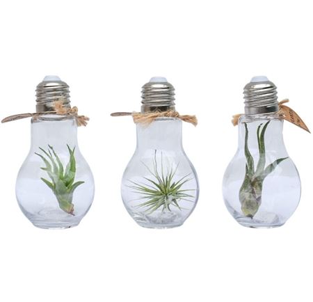 Tillandsia Lamp Terrarium Small