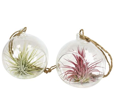 Tillandsia Glas Hangbol Smal